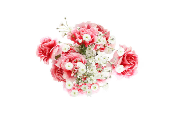 istock carnation and gypsophila in a white background 1213762106