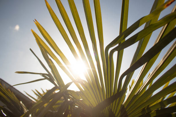 istock Sunlight passing through the leaves of a palm tree 1213762309