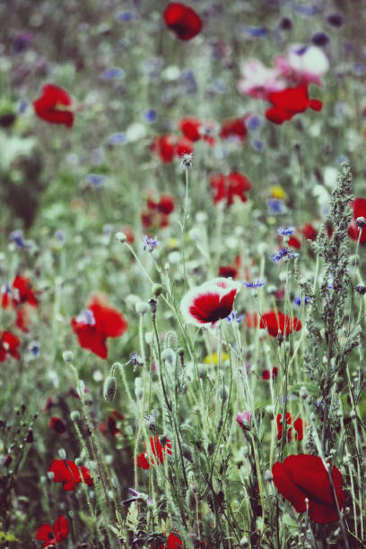 Bed of wild flowers poppies and others stock photo