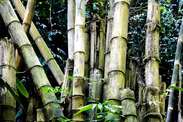 Gigantic bamboo shoots stock photo