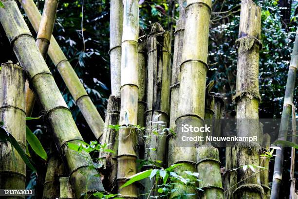 Gigantic Bamboo Shoots Stock Photo - Download Image Now - Asia, Bamboo - Material, Bamboo Grove