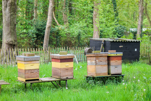 Beehives near a kitchen garden stock photo