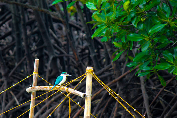 Bird on a canoe in Philippine mangroves stock photo