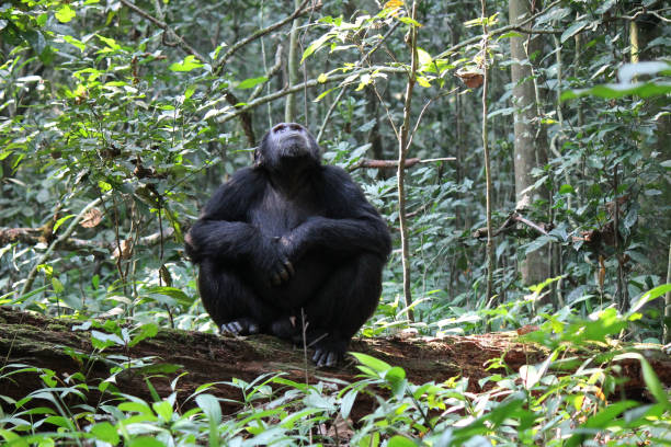 Common Chimpanzee Portrait shot in the Wild stock photo