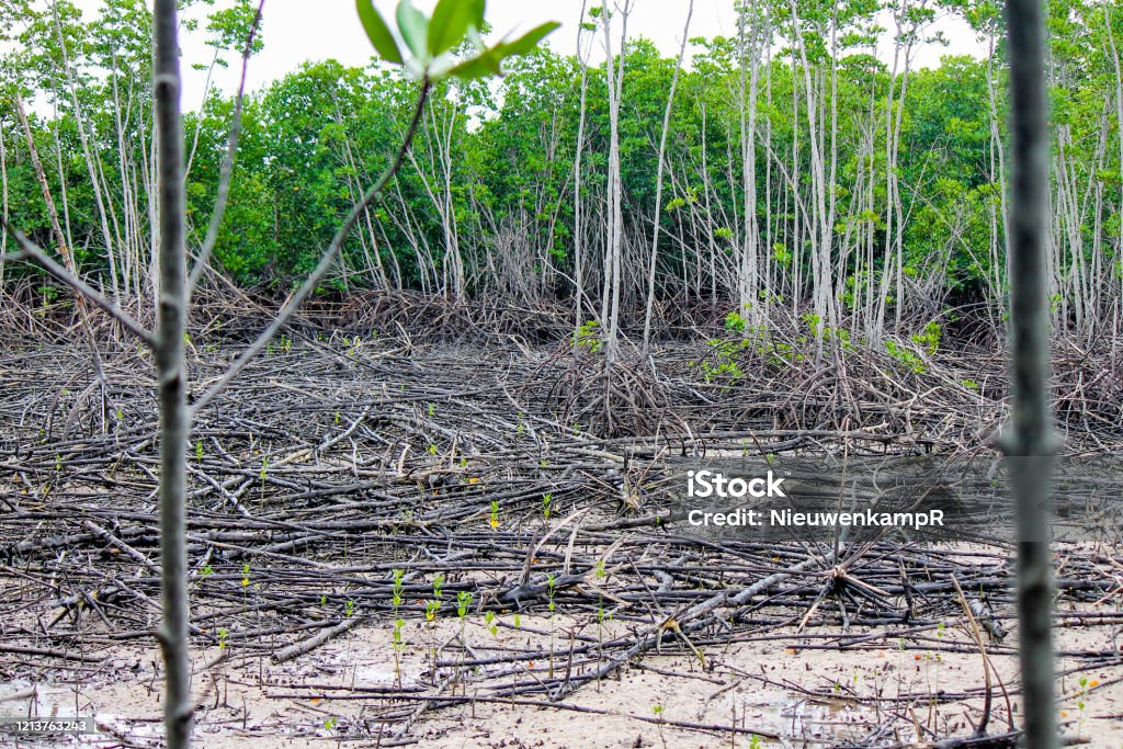 Destruction of an old mangrove forest caused by a typhoon and tsunami Inside the mangrove Mangrove Forest Stock Photo