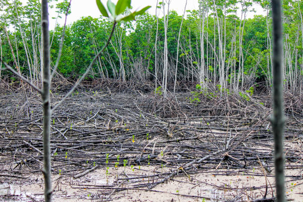 Destruction of an old mangrove forest caused by a typhoon and tsunami stock photo
