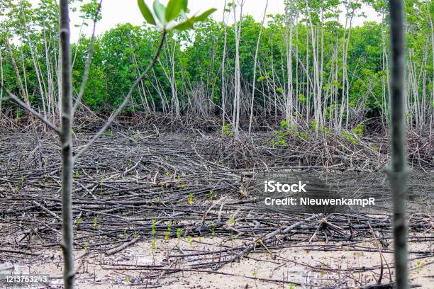Destruction Of An Old Mangrove Forest Caused By A Typhoon And Tsunami Stock Photo - Download Image Now