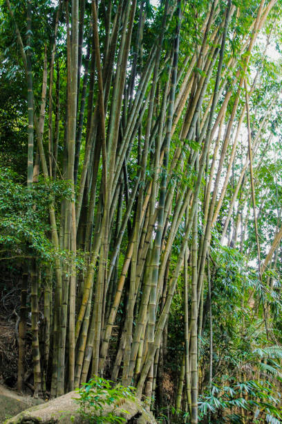 Very tall bamboo shoots stock photo