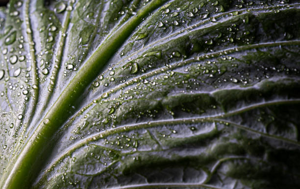 istock Extreme close up of a green cabbage leave. 1213763488