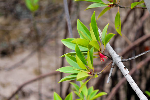 Blooming flowers of a mangrove tree - Rhizophora stock photo