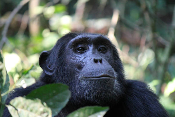 Common Chimpanzee Portrait shot in the Wild stock photo