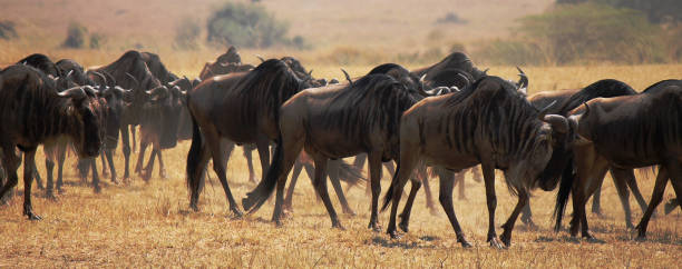 The Great Migration stock photo