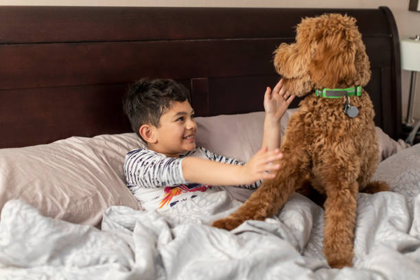 istock Child and Goldendoodle in Bed Playing 1213764622