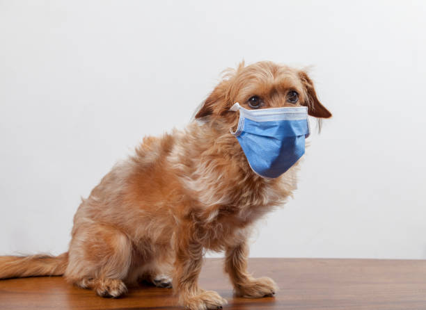 Dog in a medical mask.