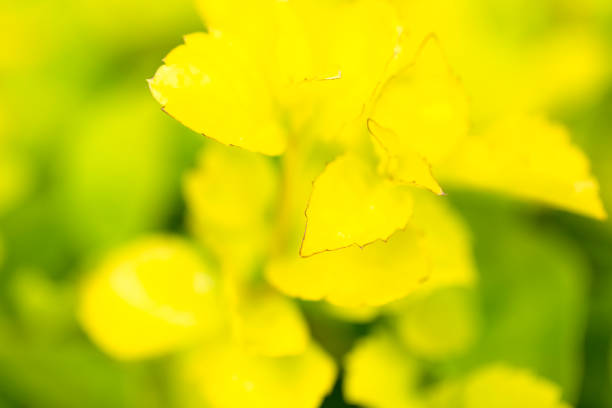 istock Macro yellow leafs, beautiful nature background with copy space 1213765535