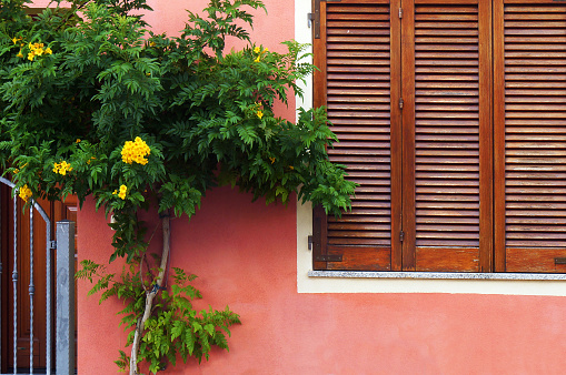 Tree blooming with ryellow flowers and window with wooden sun blinds in Porto San Paolo, Sardinia, Italy.