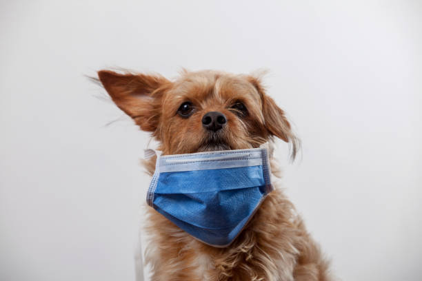 istock Dog in a medical mask. 1213768696