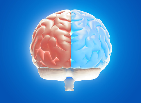 3D rendering illustration translucent human brain left and right cerebral separate color isolated on blue background in back view with clipping path for die cut to layout on any backdrop