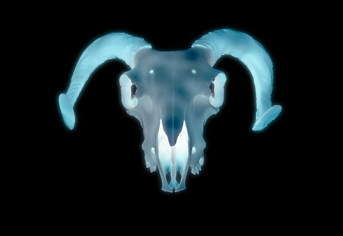 3D rendering illustration glowing blue ram male sheep skull anatomical sheep head isolated on black plain color with clipping path for die cut to layout on any background