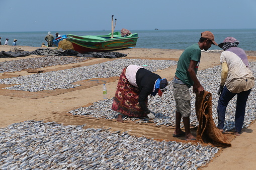 3rd March 2020: Two fishermen and a woman working on a beach laying out filleted fresh fish to dry in the sun. The abundance of fish are being laid out on coconut matting in Negombo Fish Market, north of the Sri Lankan capital Colombo.