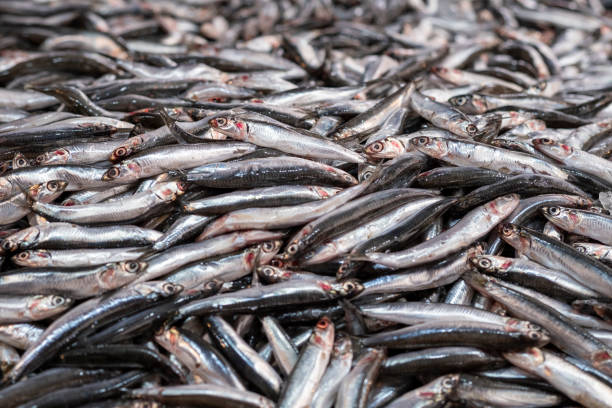 istock anchovy fish, market. 1213771025