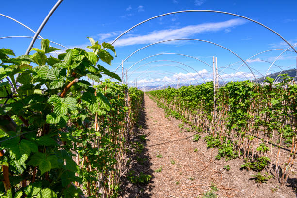 zbliżenie roślin malinowych z rurkami baldachimowymi - raspberry berry vine berry fruit zdjęcia i obrazy z banku zdjęć