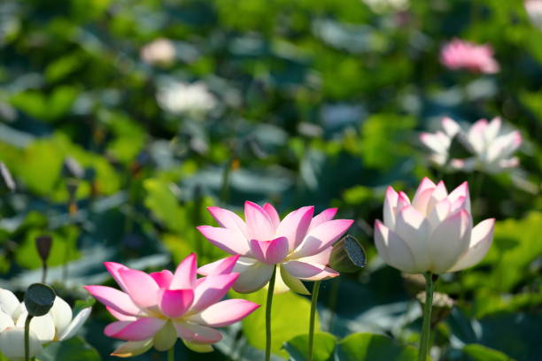 istock Japanese lotus 1213774272
