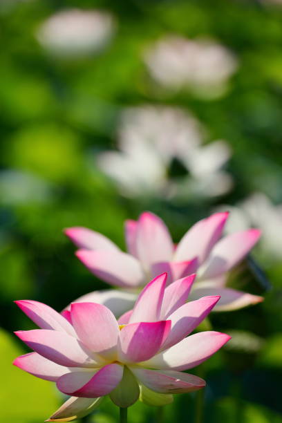 istock Japanese lotus 1213774294