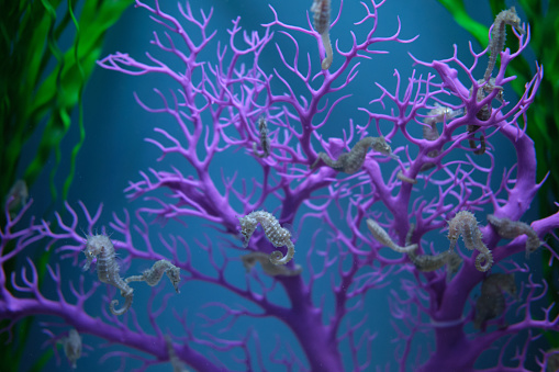 Cute little hippocampus with beautiful purple plants as background