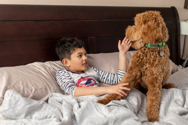 istock Child and Goldendoodle in Bed Playing 1213775347