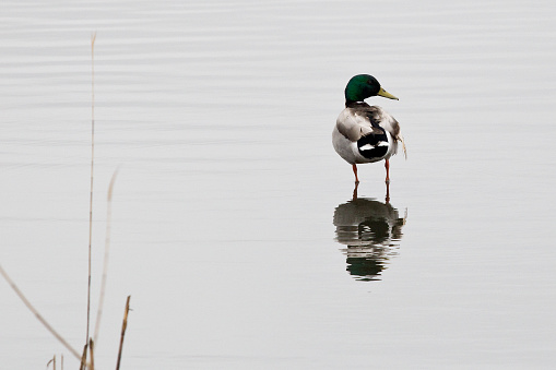 Wild bird in marsh, reflection in water.