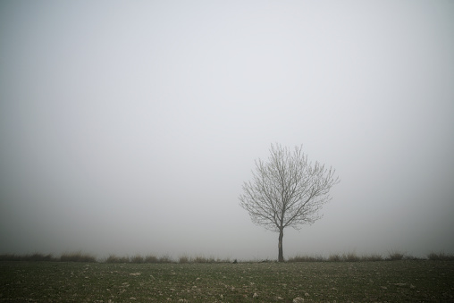 Tree between the fog, Zaragoza province in Spain. in Spain, Aragon, Borja, Zaragoza