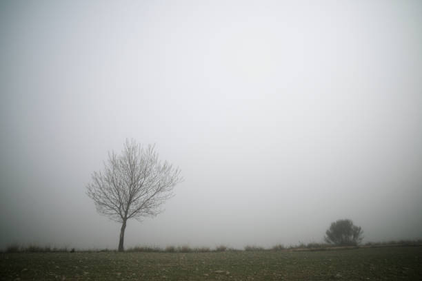 Tree between the fog, Zaragoza province in Spain. in Spain, Aragon, Borja, Zaragoza