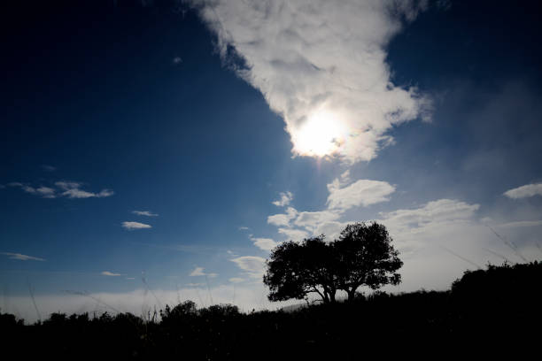 Tree between the fog, Zaragoza province in Spain. in Spain, Aragon, Borja, Zaragoza