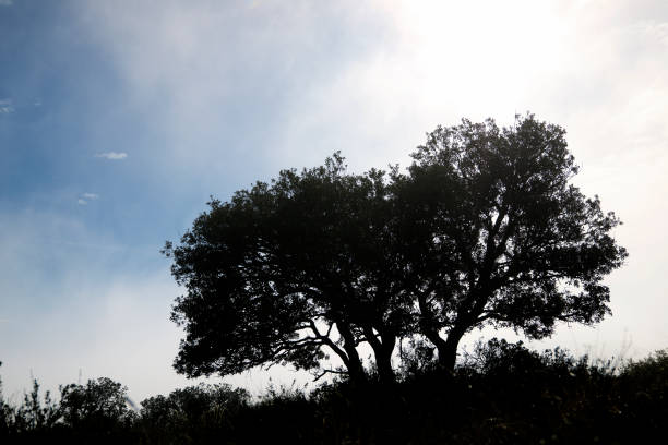 Tree between the fog, Zaragoza province in Spain. in Spain, Aragon, Borja, Zaragoza