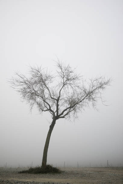 istock Tree between the fog, Zaragoza province in Spain. 1213777588