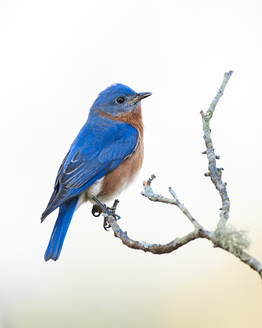 An Eastern Bluebird Calling His Mate in Pilot Mountain, NC, United States