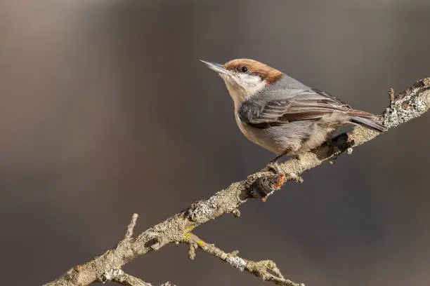 A Brown-headed Nuthatch Perched on a Branch in King, NC, United States