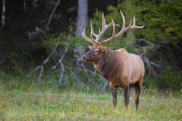 istock A Bull Elk Pausing in a Field 1213777711