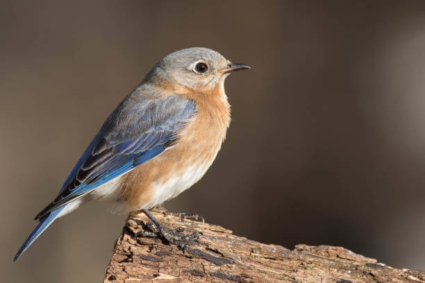 самка восточной голубой птицы, сидящей на бревне - mountain bluebird bird bluebird blue стоковые фото и изображения