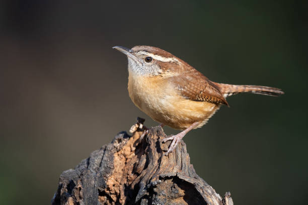 un wren de carolina en stump - wren fotografías e imágenes de stock