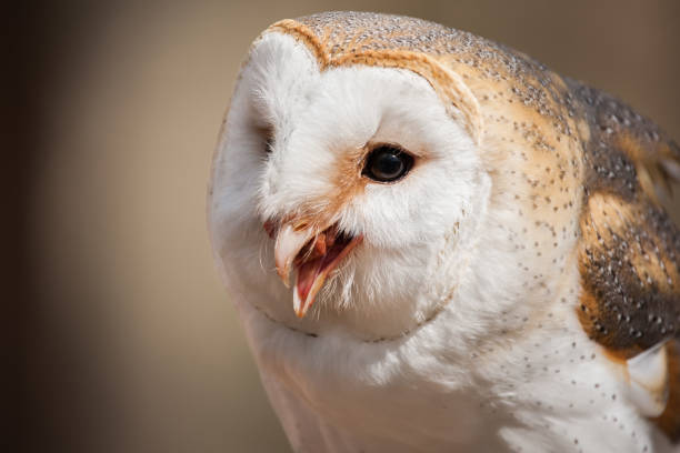 1,079 Owl Eating Stock Photos, Pictures & Royalty-Free Images - iStock | Polar bear, Owls, Cheetah eating 1,079 Owl Eating Stock Photos, Pictures & Royalty-Free Images - iStock | Polar bear, Owls, Cheetah eating
