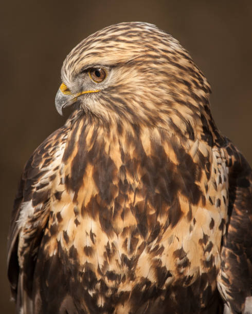 istock A Portrait of a Rough-legged Hawk 1213777757