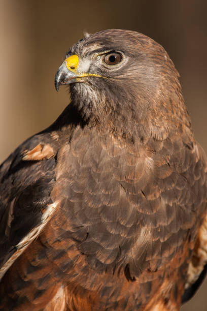 istock A Portrait of a Swainson's Hawk 1213777762