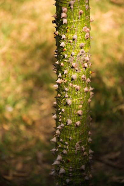 istock Drunken tree trunk with thorns in the sun 1213777782