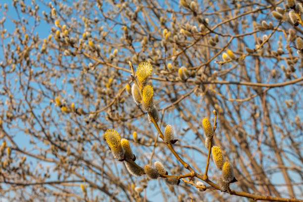 istock branch blooming willow close up against the blue sky on a sunny spring day, willows, also called sallows and wickers 1213778481
