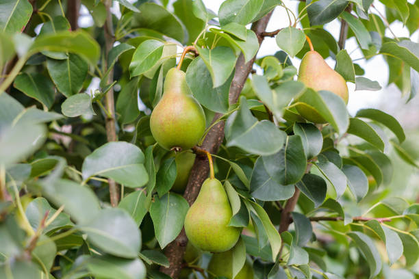 istock ripening ripe beautiful juicy fruit pears on a branch 1213778782