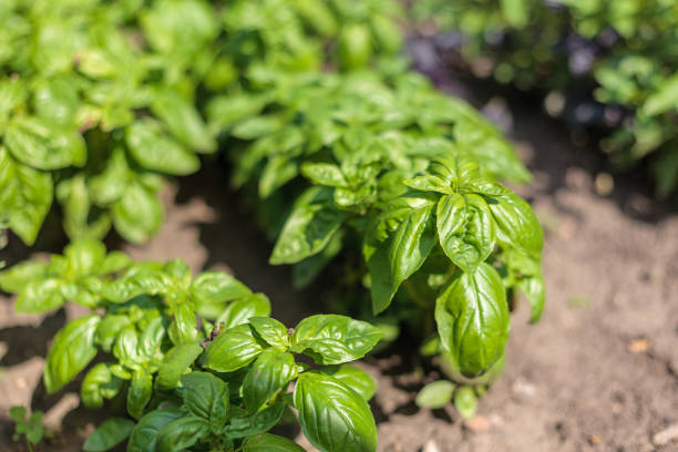 istock the beautiful lush green garden basil 1213779383