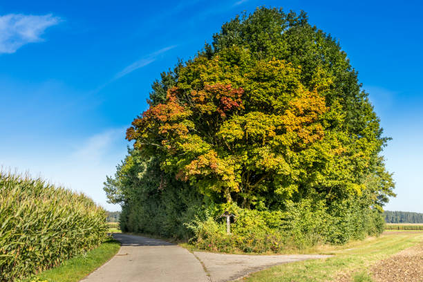 Bavarian late summer idyll between corn fields and a group of trees