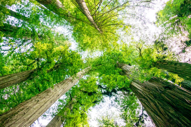 istock Redwood Forest: Low Angle View of California Redwood Trees 1213780597